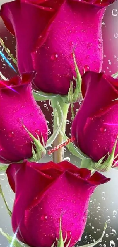 Mobile wallpaper with vibrant pink roses and dewdrops.