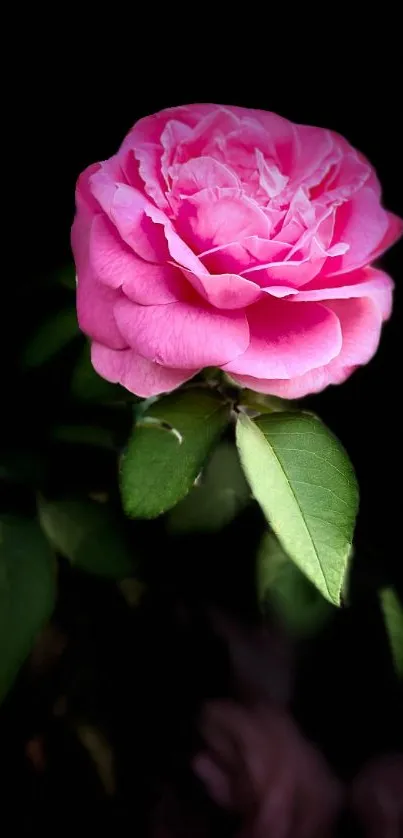 Pink rose on dark background mobile wallpaper.