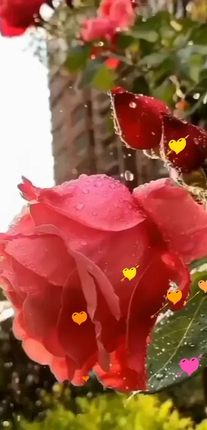 Pink rose with dewdrops and vibrant foliage in sunlight.