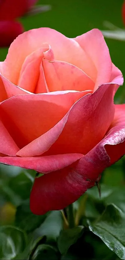 Vibrant pink rose in full bloom with lush green background.