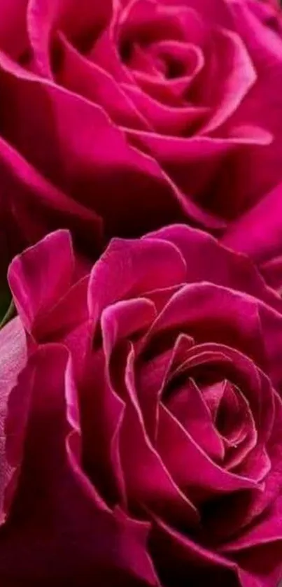 Vibrant pink roses with lush petals on a mobile wallpaper.