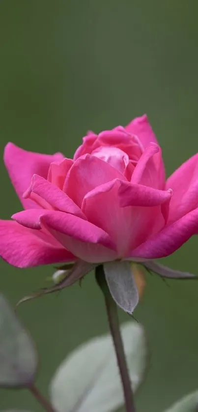 A vibrant pink rose with lush petals against a green background.