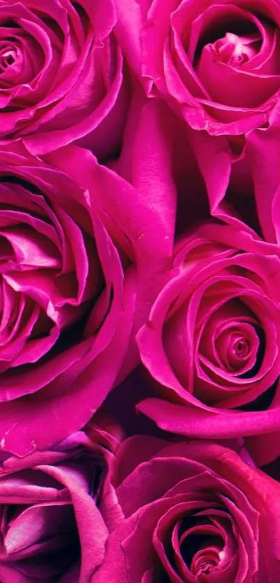 Mobile wallpaper featuring vibrant pink roses in full bloom.