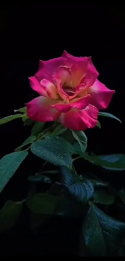 Vibrant pink rose in focus against a dark backdrop.