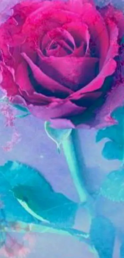 Vibrant pink rose with dreamy blue background.