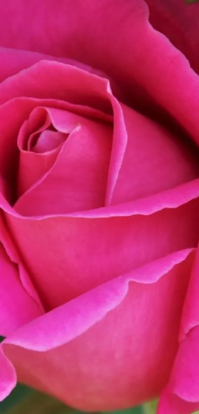 Close-up of a vibrant pink rose with delicate petals.