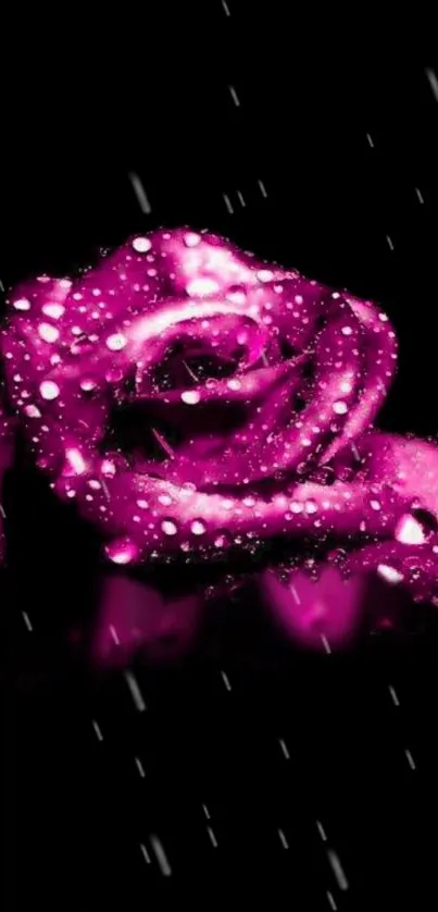 Vibrant pink rose with water droplets on a black background.