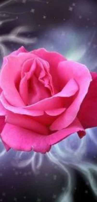 Pink rose with cosmic background wallpaper.