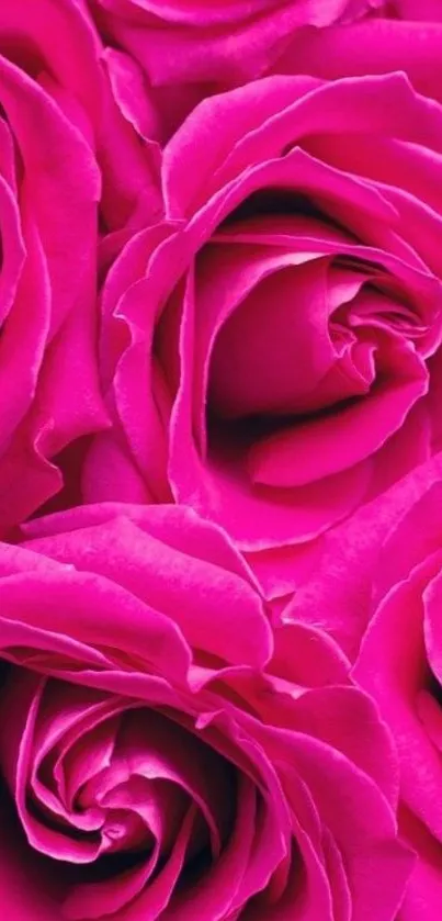 Vivid pink rose petals creating a vibrant floral phone wallpaper.