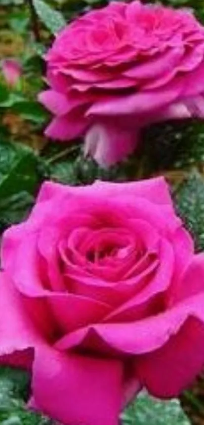 Vibrant pink roses with green leaves, perfect for a mobile wallpaper.