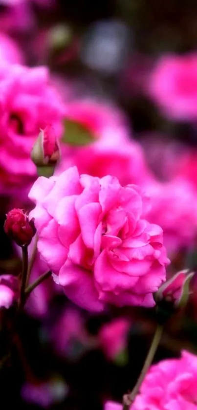 Vibrant pink roses in full bloom mobile wallpaper.