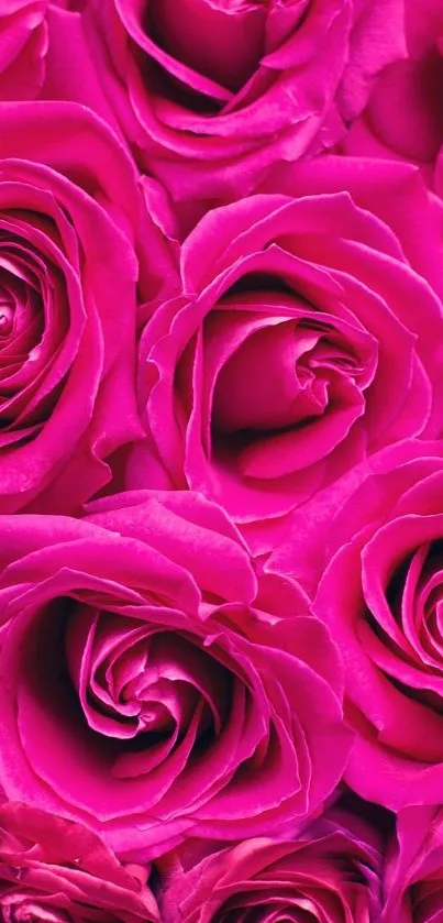 Beautiful pink roses mobile wallpaper, vivid floral design.