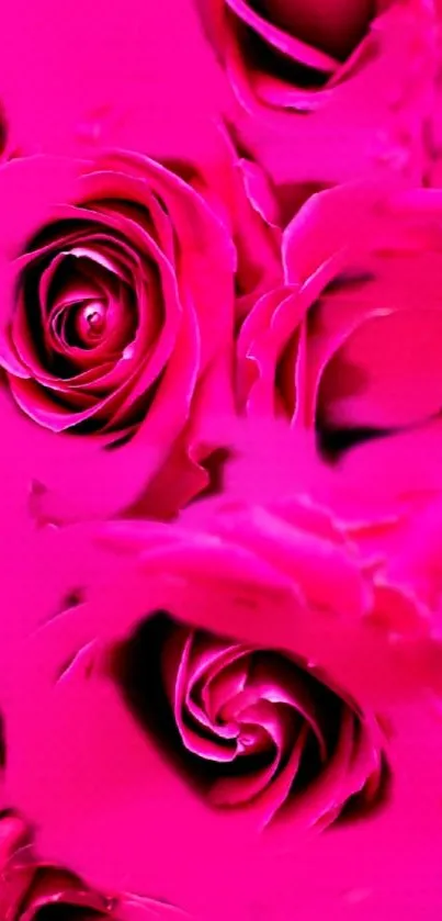 Vibrant pink roses wallpaper for mobile.