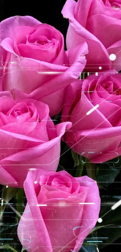 Vibrant pink roses with rich petals against a dark background.