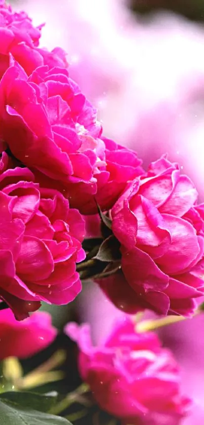 Vibrant pink roses with green leaves, perfect for a floral wallpaper.