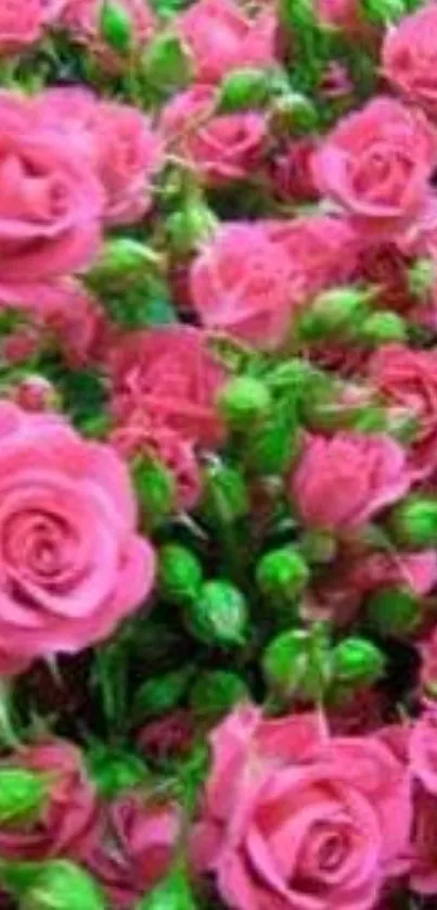 Beautiful wallpaper of pink roses with lush green leaves.