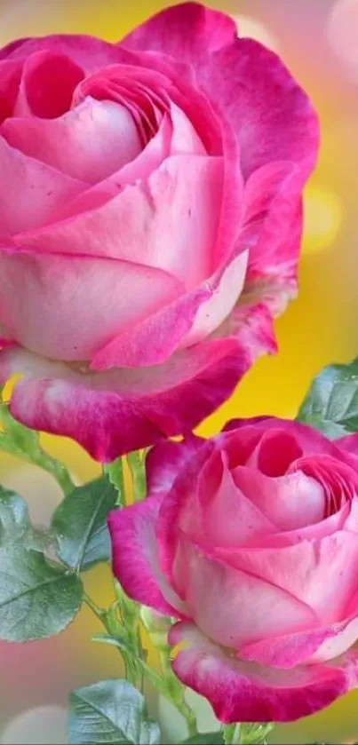 Two vibrant pink roses with green leaves and bokeh background.