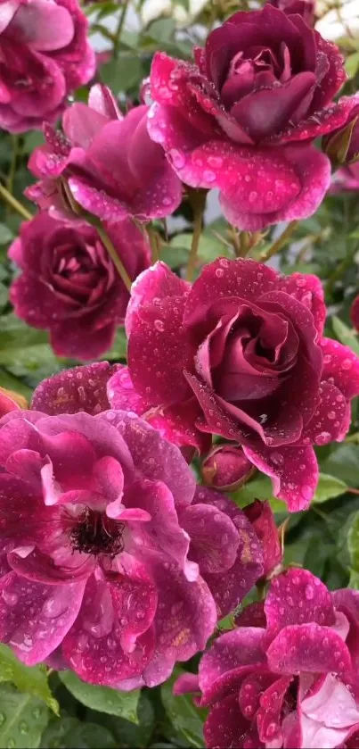 Mobile wallpaper of vibrant pink roses with dew.