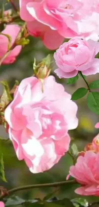 Mobile wallpaper with vibrant pink rose blooms and green leaves.