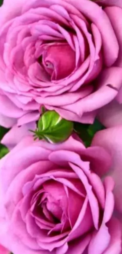 Beautiful pink roses in full bloom enhancing your phone wallpaper.