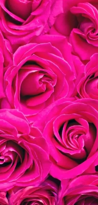 Wallpaper with vibrant pink roses blooming in lush elegance.