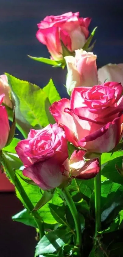 Mobile wallpaper of vibrant pink roses with green leaves.