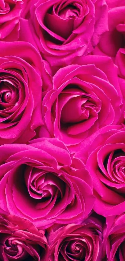 Close-up of vibrant pink roses wallpaper for mobile devices.