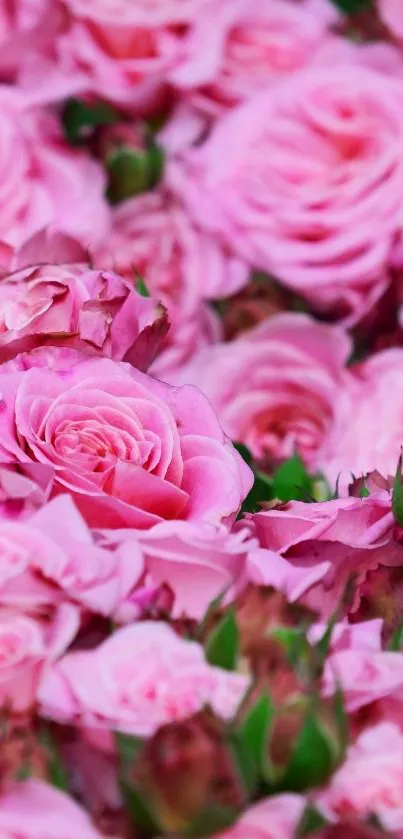 Gorgeous mobile wallpaper with vibrant pink roses in full bloom.