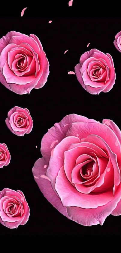 Vibrant pink roses against black background wallpaper