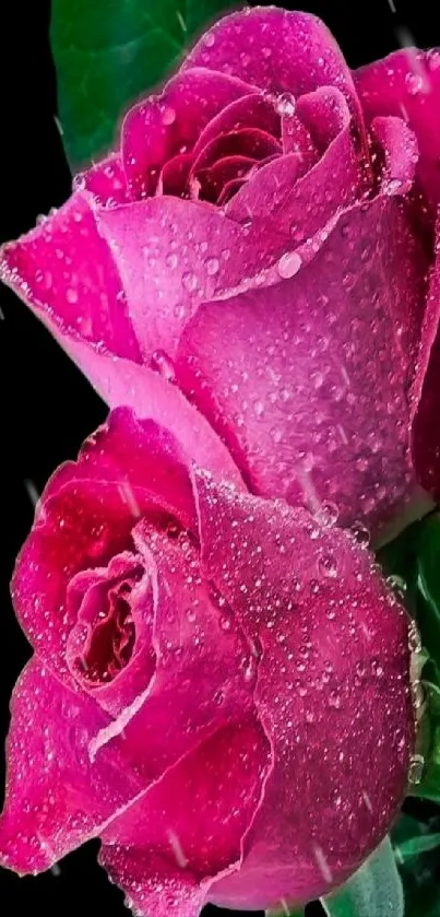 Dew-kissed vibrant pink roses on a black background.