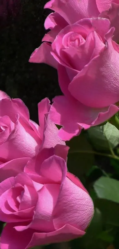 Vibrant pink roses with lush green leaves.