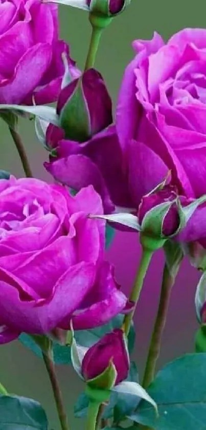 Vibrant pink roses with green leaves in a stunning floral wallpaper.