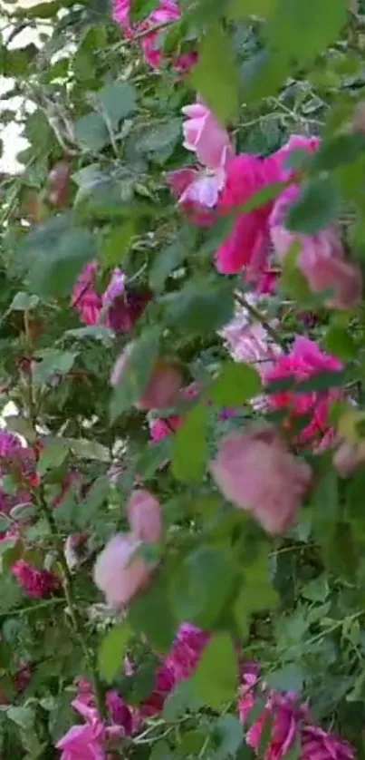 Close-up of vibrant pink roses and lush green leaves.