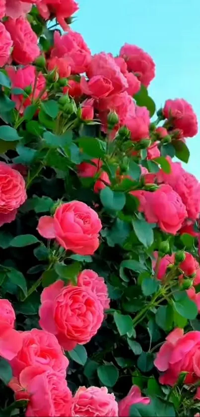 Vibrant pink roses with green leaves and sky in the background.