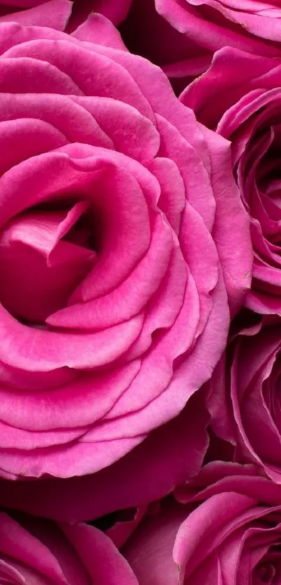 Close-up of vibrant pink roses forming a floral pattern.