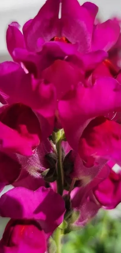 Close-up of vibrant pink snapdragon flowers in bloom.