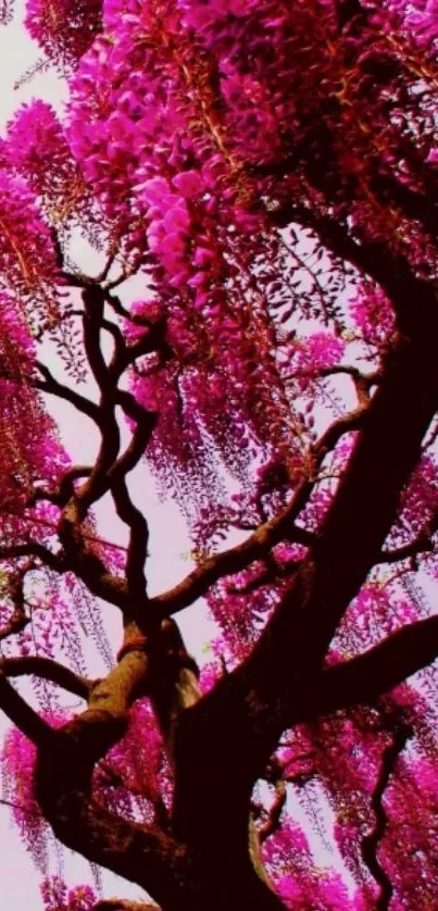 Vibrant pink wisteria tree wallpaper with cascading floral beauty.