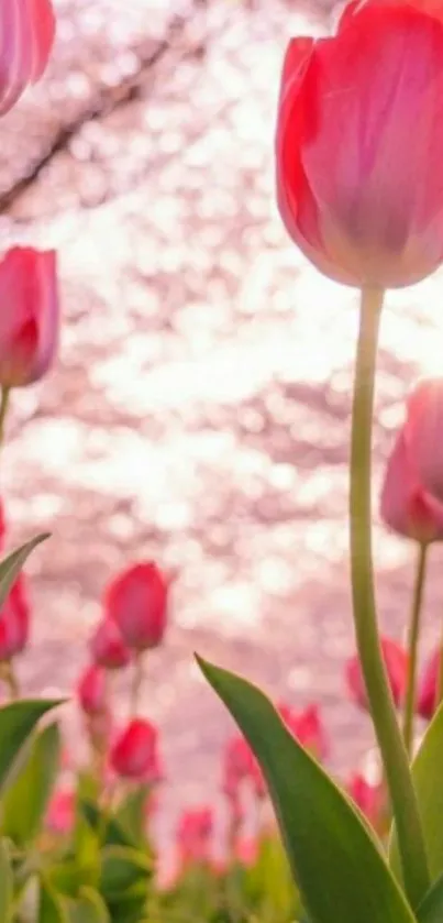 Mobile wallpaper of vibrant pink tulips with a sunlit sky in the background.