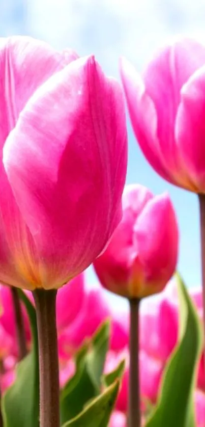 Mobile wallpaper with vibrant pink tulips.