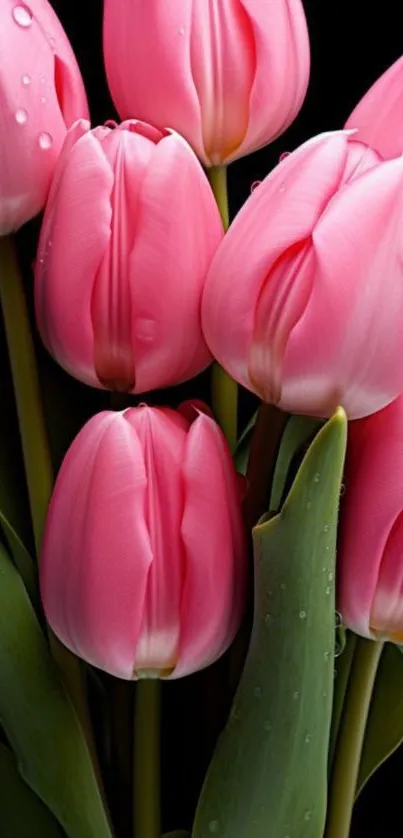 Pink tulips with dark background close-up
