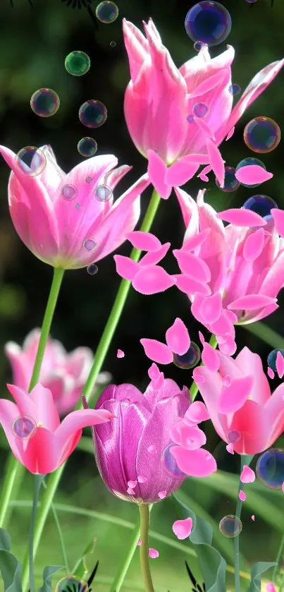 Vibrant pink tulips with bubbles on a green background.