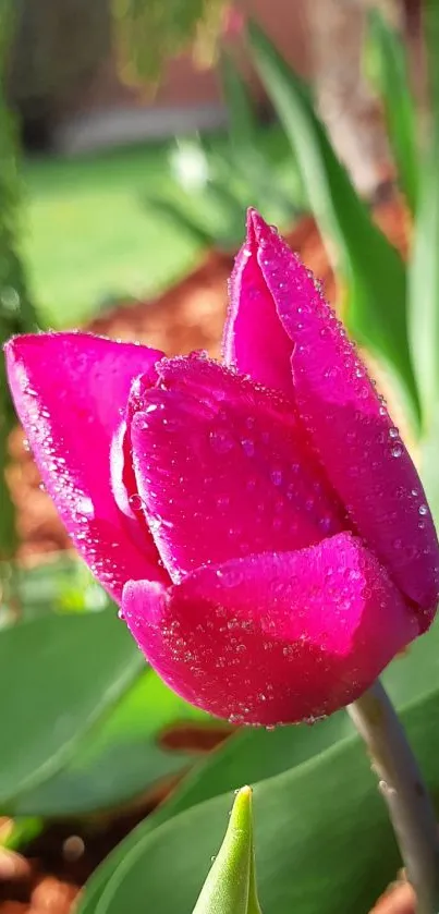 Close-up of a vibrant pink tulip with fresh dew drops.