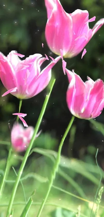 Vibrant pink tulips against a green background.