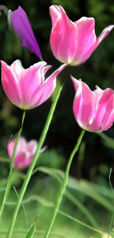 Vibrant pink tulips in a lush garden setting.