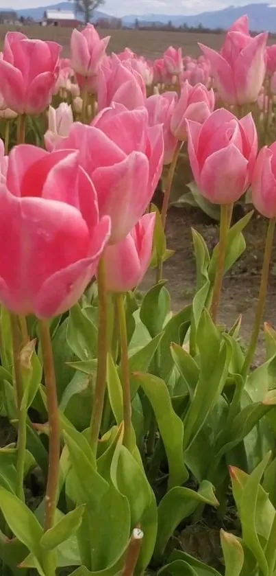 Vibrant field of pink tulips with green leaves, capturing the essence of spring.