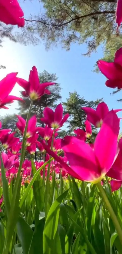 Vibrant pink tulips under a clear blue sky and lush greenery in the background.