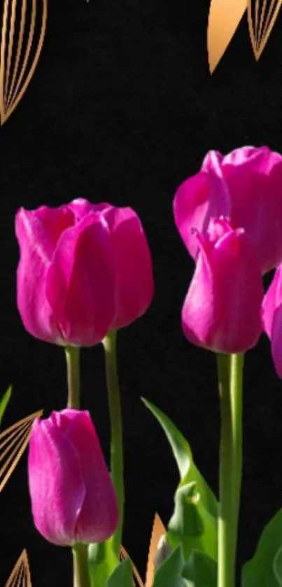 Vibrant pink tulips on a black background with elegant golden accents.