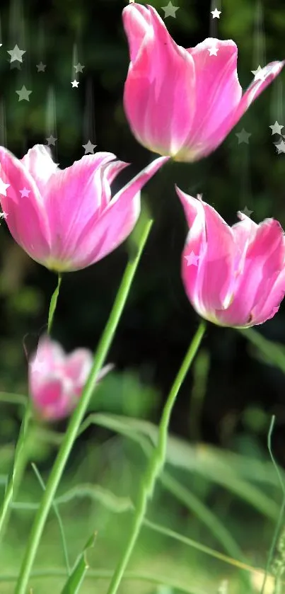 Vibrant pink tulips with star accents on a nature background.