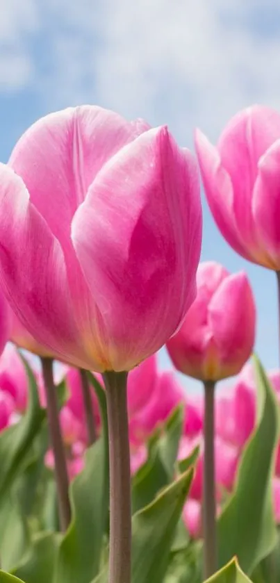 Pink tulips against a clear blue sky, perfect for phone wallpaper.