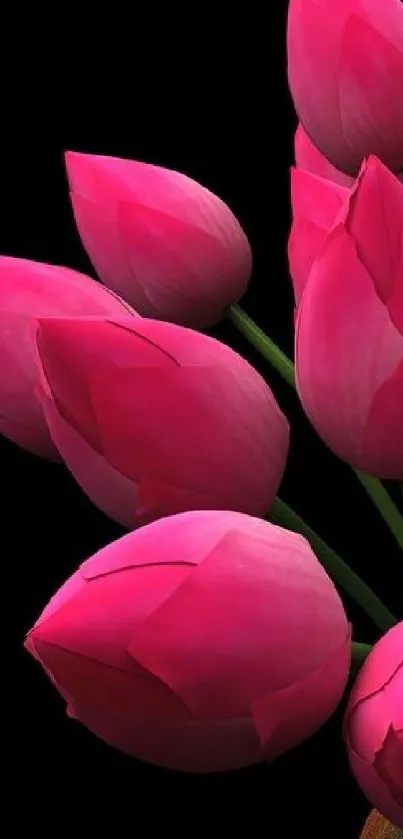 Vibrant pink tulips with a black background mobile wallpaper.